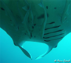 Sixth remoras under!

(Manta birostris and some fish fr... by Marco Faimali 